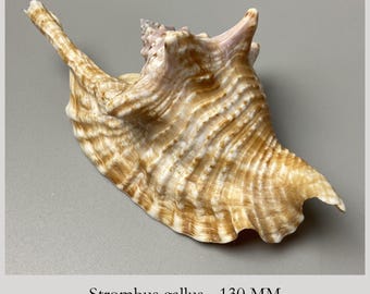 Strombus gallus - 130 mm - Rooster Tail Conch – Long Intact Siphonal Canal – Exact Specimen – Brazil Sea Shell #2K-2006