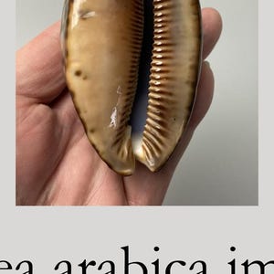 Può includere: Una conchiglia di ciprea lucida con una superficie liscia color beige con macchie marrone scuro e un'apertura centrale bordata da distinte creste parallele. La conchiglia è etichettata come Cypraea arabica, misura 79 mm e proviene dal Madagascar.