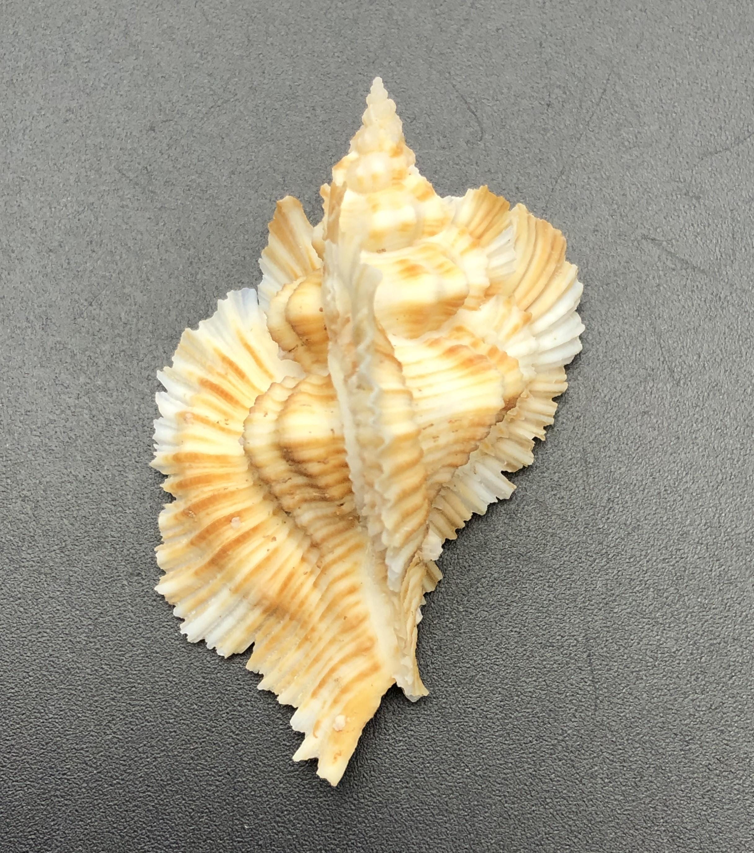 貝殻 Maurea Muriellae Frilled Wings Murex -murex Miyokoae- Sea Shell Maritim Beach