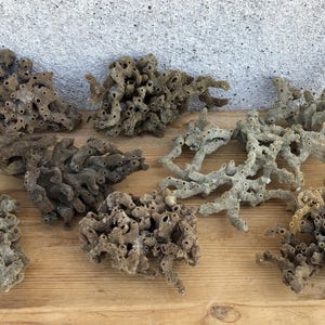 May include: A selection of natural sea sponges in diverse shapes and sizes. The sponges vary in colour from light beige to dark brown, with porous textures and irregular forms. They are displayed on a wooden surface.