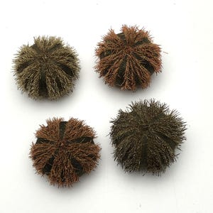 4 pieces red + black colored #Mespilia globulus# sea urchin with spines beach ocean maritime #7514 fan coral triton cowrie