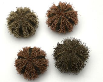 珍しい棘のあるウニ: Clypeaster humilis フィリピン 5 cm ウニ科