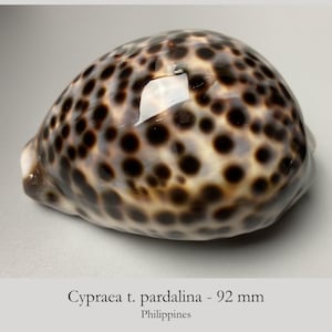 Cypraea tigris pardalina - 92 mm - colore grigio-bluastro - Grande ciprea tigre da vecchia collezione - Filippine - conchiglia da collezione - #4K-1971