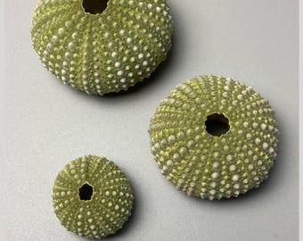 ウニ Coelopleurus exquisitus 28 mm - 希少海洋標本 - 珍品