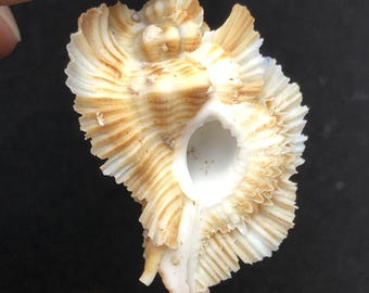 Gekrulde vleugels Murex -Murex miyokoae- zeeschelp Maritiem strand Kauri #5067 verzamelaarsschelp koraalcollectie abalone