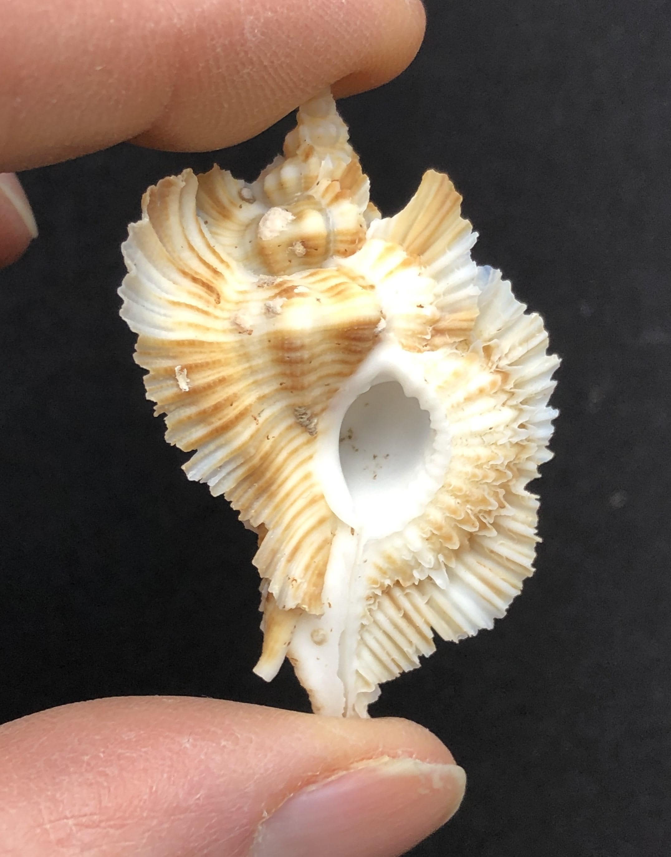 貝殻 Maurea Muriellae Frilled Wings Murex -murex Miyokoae- Sea Shell Maritim Beach