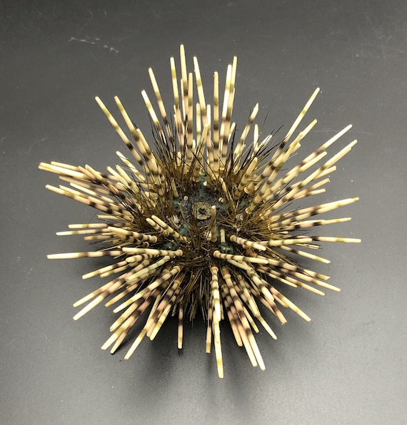 棘のある珍しいウニ：Pseudoboletia calamaris #1031 フィリピン産