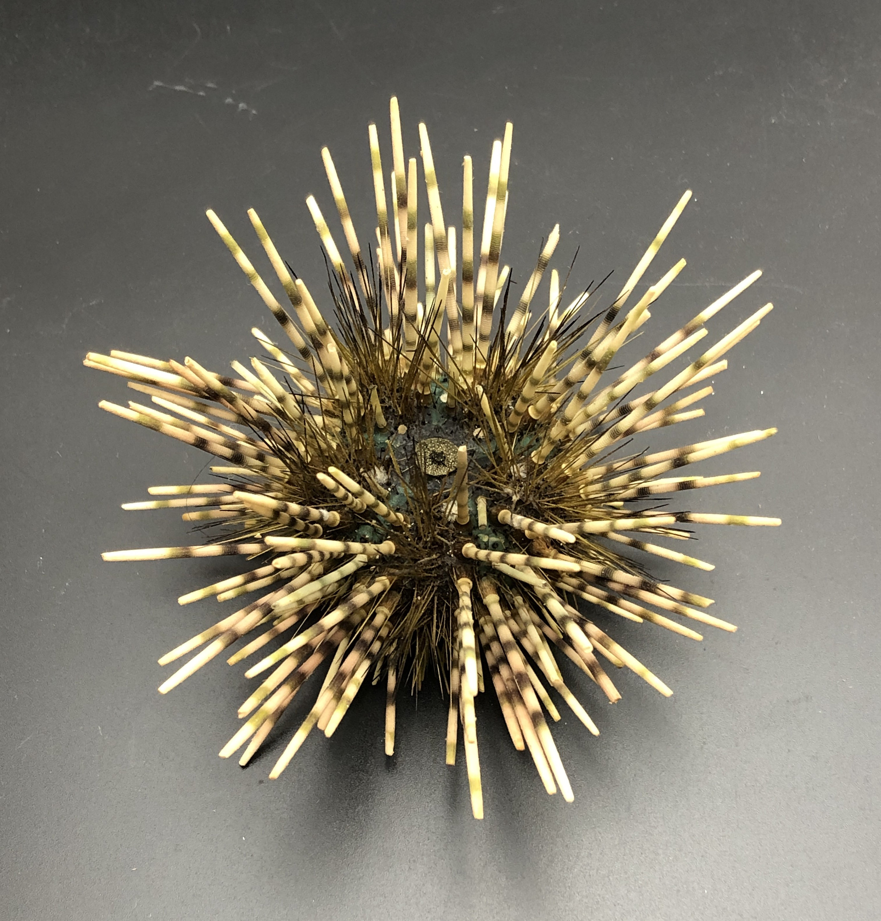 棘のある珍しいウニ：Pseudoboletia calamaris #1031 フィリピン産