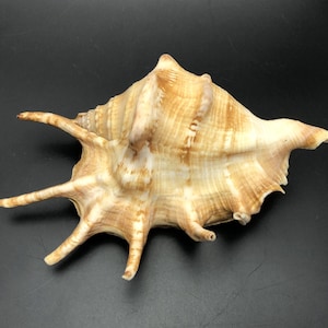 Puede incluir: Una gran concha marrón con una parte superior puntiaguda y rizada y cinco puntos largos y puntiagudos que se extienden desde la parte inferior.