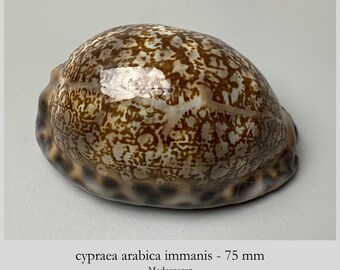Cypraea arabica immanis - 75 mm - Madagscar - Arabian Cowries - shell beach Maritime - sea shell - Top quality #