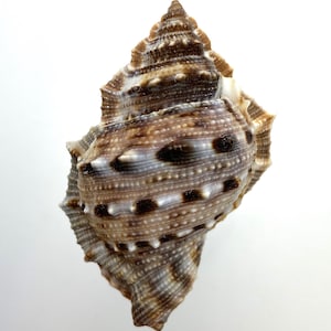 May include: A detailed image of a seashell with a textured surface. The shell has a spiral shape with a pointed top and a mix of brown, white, and black spots. The shell's exterior has a rough, bumpy texture.