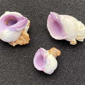 Könnte beinhalten: Drei Muscheln mit weißer Außenseite und leuchtend lila Innenseite. Die Muscheln haben ein natürliches, strukturiertes Aussehen mit beigefarbenem Sockel. Die Muscheln sind auf einer dunklen, strukturierten Oberfläche angeordnet.