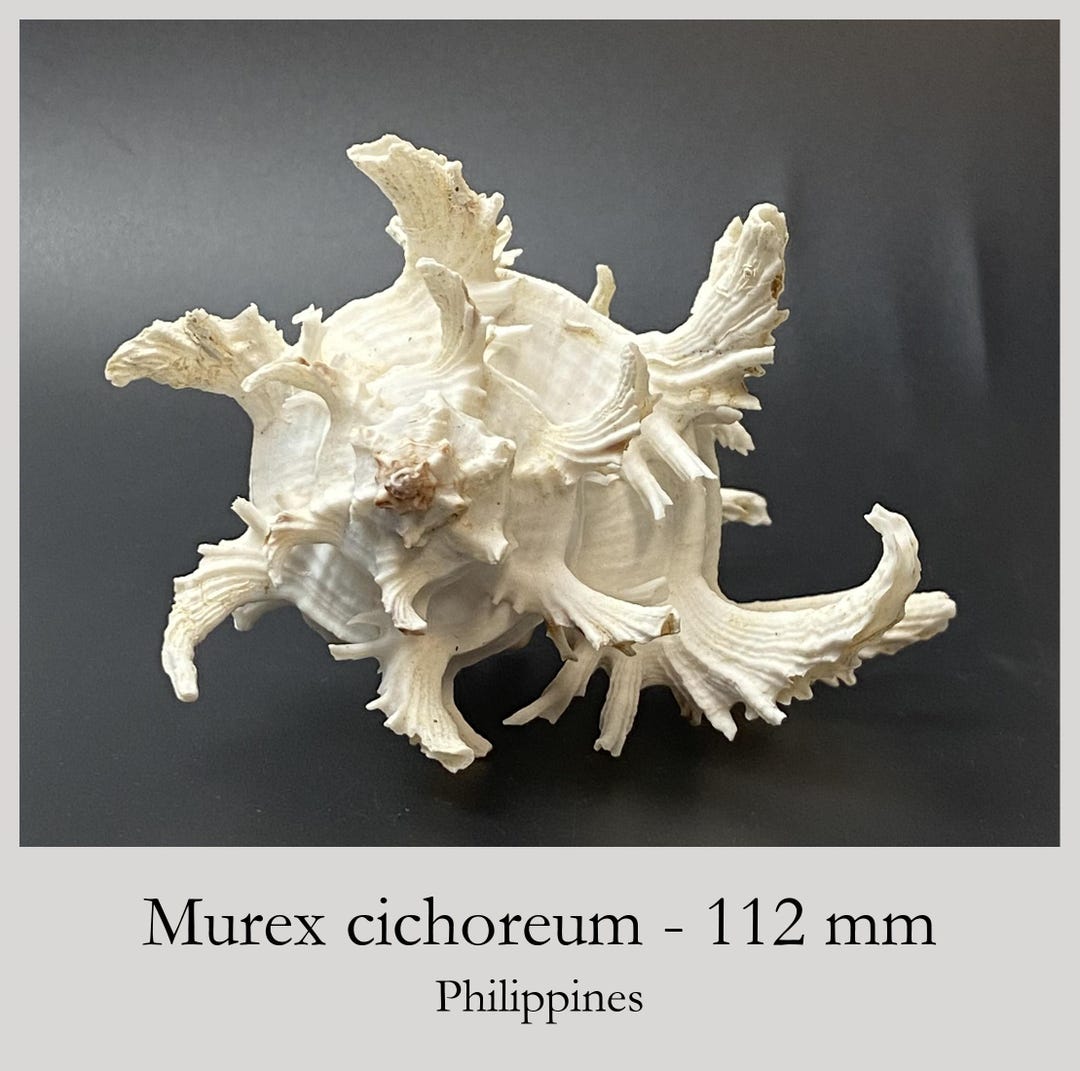 Breathtaking White Endive Murex Albino Type - Hexaplex Cichoreum