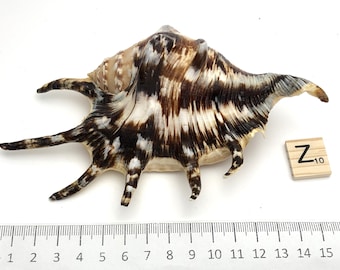 Black Lambis Lambis Shell Beach Real Shell #1166 Coquille de collection