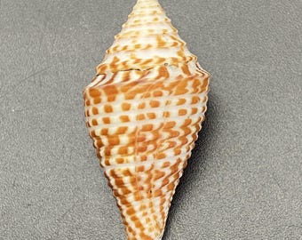 Uit een oude schelpenverzameling #Conus praecellens sowerbii# Filipijnse schelp Maritiem strand Kauri #OC59 schelp koraal abalone Kegelschelp