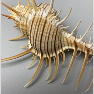May include: A Murex troscheli seashell measuring 140 mm, featuring a cream-coloured body with distinct brown vertical stripes and numerous long, sharp, pointed spines extending from its shell structure, originating from the Philippines.