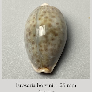 Puede incluir: Una concha marina Erosaria boivinii que mide 25 mm de largo. La concha tiene una forma ovalada con una superficie lisa y brillante que presenta un patrón moteado de manchas marrones y bronceadas sobre una base de color crema.