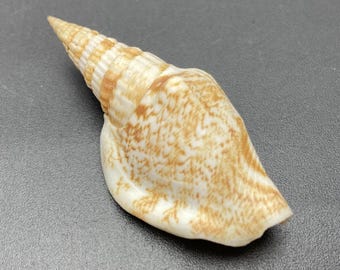 Uit een oude schelpenverzameling #Strombus campbelli# Australische schelp Maritiem strand Kauri #OC50 verzamelschelp koraal abalone