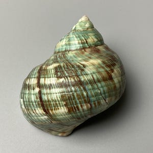 Könnte beinhalten: Eine spiralförmige Muschel mit einer strukturierten Oberfläche in den Farben Meergrün, Creme und dunkelbraunen Streifen. Die Muschel hat eine spitze Spitze und einen abgerundeten Körper, der natürliche Wachstumslinien aufweist.