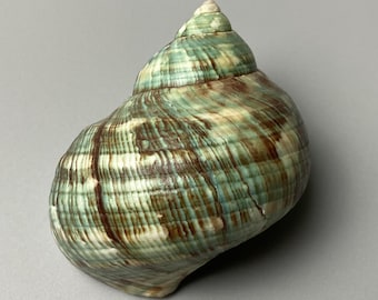 Turbo imperialis - 90 mm - Madagscar - with operculum - sea shell -Jade Turbo green 3K-2015