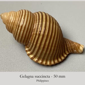 May include: A spiral-shaped seashell with a tan and brown striped pattern. The shell features prominent vertical ridges along its body and a pointed apex. Text printed below the shell reads Gelagna succincta - 50 mm Philippines.