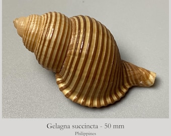 Banded Triton - Cymatium succinctum - 50 mm - Philippines - collectors shell #5H-2007