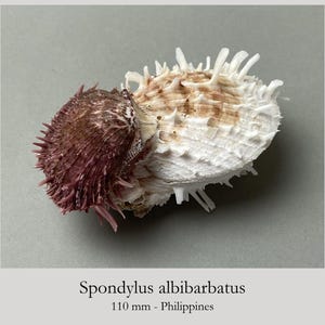 Könnte beinhalten: Eine Spondylus albibarbatus Muschel mit 110 mm, bestehend aus einem dunkelrot-violetten Bereich mit zahlreichen scharfen Stacheln und einem kontrastierenden weißen Bereich mit länglichen, spitzen Fortsätzen. Der Text lautet Spondylus albibarbatus 110 mm.