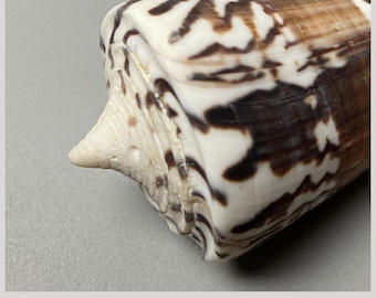 General Cone - Conus generalis - 66 mm - Philippines - sea shell - collectors shell maritime #5G-1943