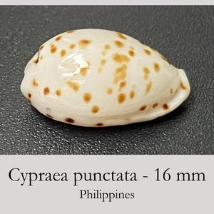 Cypraea punctata - 16 mm - pontos característicos - concha marinha - Búzios - Búzios pontilhados muito pequenos e delicados - Oceano Pacífico #3F-1987