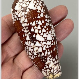 May include: A Conus aulicus seashell measuring 103 mm in length. The shell features a dark brown base colour with a distinct pattern of white, triangular, and irregular-shaped spots covering the entire surface, tapering to a pointed apex.