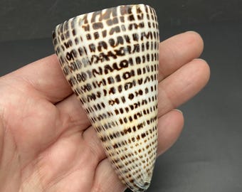 Gepolijste Conus litteratus zeeschelp Maritim strand Kauri #5194 verzamelaarsschelp koraalcollectie abalone