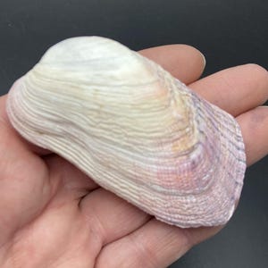 Artica Clam Trapezium gilvum Maritim beach Triton shell collectors shell #1711-6H