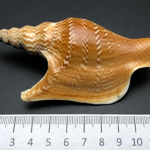 Coquillage de collection Strombus listeri Plage Maritim #1066 forme élégante