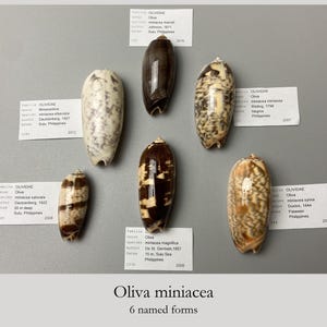 Puede incluir: Seis conchas marinas Oliva miniacea con diversos patrones en marrón, crema y oscuro, cada una acompañada de una etiqueta de identificación blanca que detalla la familia, género, especie, autor y origen. El texto inferior dice: Oliva miniacea 6 named forms.