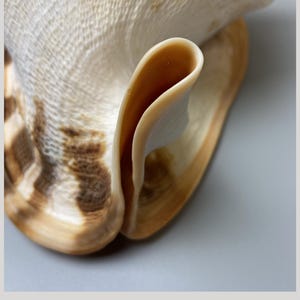 Pode incluir: Uma concha Cassis cornuta com um exterior texturizado de cor creme com padrões castanhos manchados e uma abertura lisa e curva de cor castanho-claro. A concha está rotulada com o texto Cassis cornuta 220 mm - Philippines.