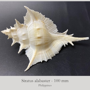 Puede incluir: Una concha marina Siratus alabaster blanca que mide 100 mm de largo. La concha presenta un ápice en espiral puntiagudo y bordes delicados con volantes en forma de abanico a lo largo del cuerpo, con una cola larga y delgada.