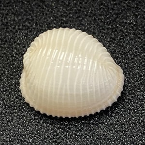 Puede incluir: Una pequeña concha de color blanquecino con una textura acanalada. La concha tiene forma ovalada y un aspecto ligeramente brillante. Las crestas recorren verticalmente la superficie de la concha. Es un artículo natural, probablemente del océano.