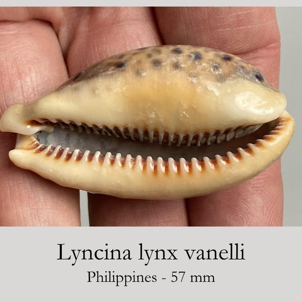 Lyncina lynx vanelli - 57 mm - Philippines - orange-red teeth - seashell - collectors quality #4H-2046