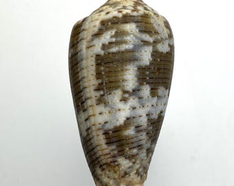 Kegelschelp uit Australië #Conus achatinus# met herkomstvermelding verzamelaarsschelp #1776