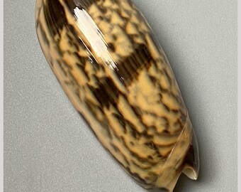 Red-mouth Olive Shell - Oliva miniacea -75 mm - collectors shell - cowrie #4H-2015