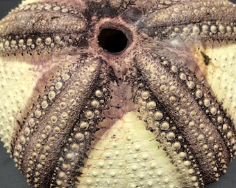 喉から手が出るレア種 ウニ殻(Clypeaster europacificus) il_340x270.6693154499_ci1c.jpg