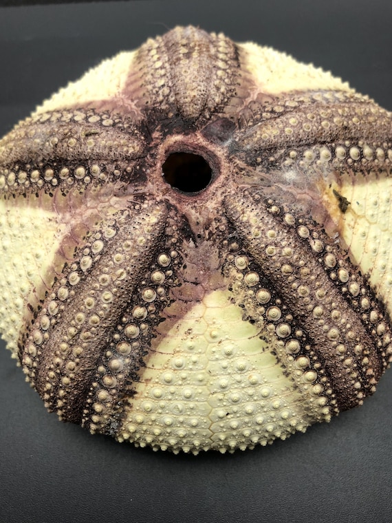 棘のない珍しいウニ：Astropyga radiata、フィリピン産、自然な茶色と