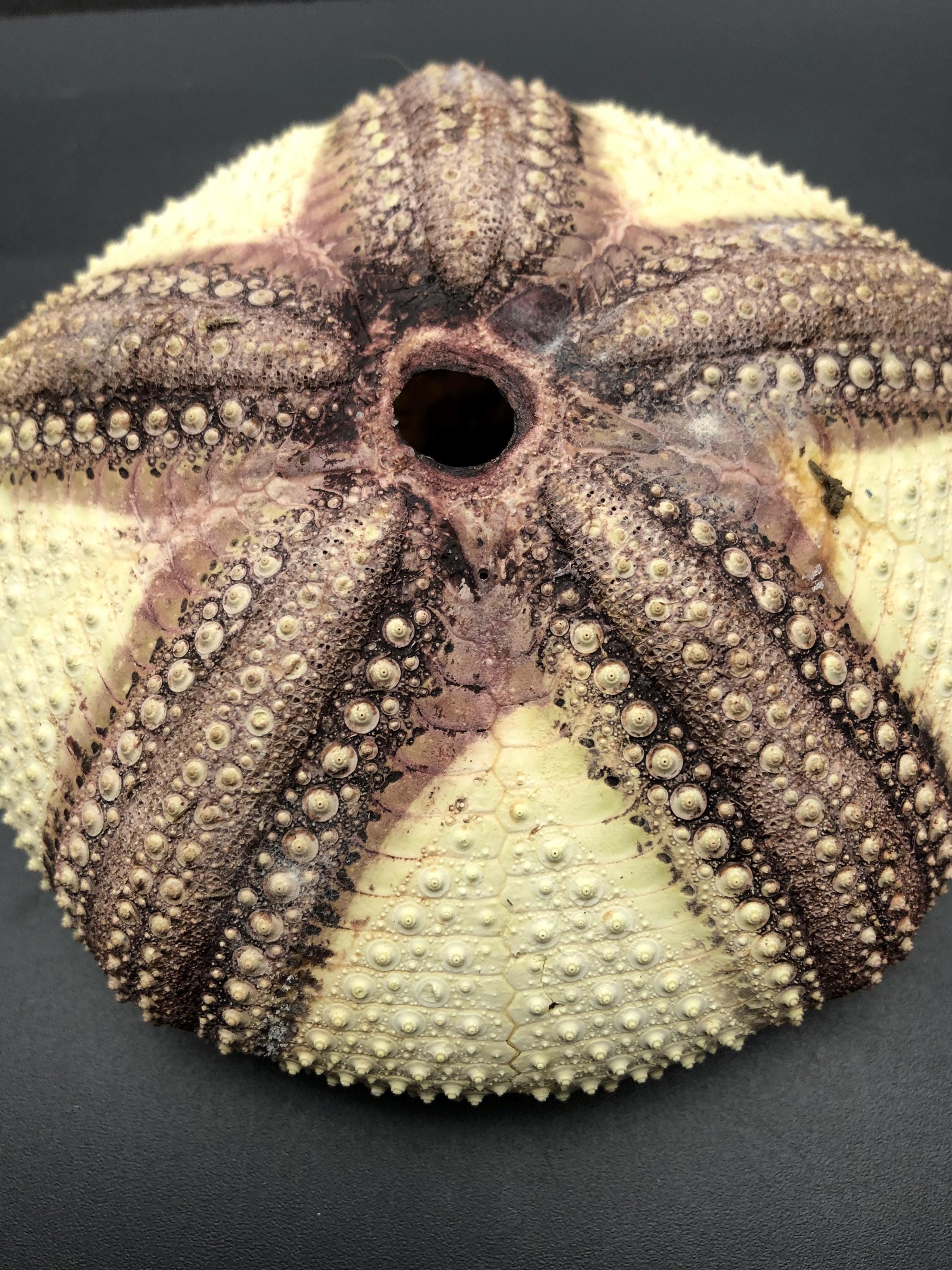 棘のない珍しいウニ：Astropyga radiata、フィリピン産、自然な茶色と