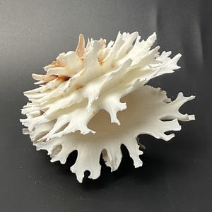 Op de afbeelding: Een witte zeeschelp met een gelaagd, getextureerd ontwerp. De schelp heeft een complexe, stekelige structuur met een vleugje bruine kleuring in het midden. De schelp is een natuurlijke, organische vorm.