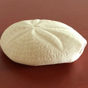 珍しい棘のあるウニ: Clypeaster humilis フィリピン 5 cm ウニ科