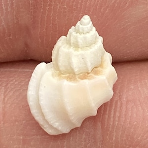 Könnte beinhalten: Eine kleine, cremefarbene Muschel mit einem spiralförmigen Oberteil und geriffelten Seiten. Die Muschel hat eine natürliche, organische Form und Textur mit subtilen Farbvariationen. Es ist ein Naturprodukt.