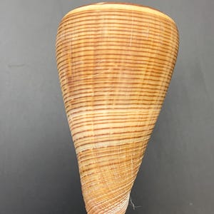 Fig Cone, wonderfully striped Conus figulinus from the Philippines collectors shell maritim  #1717-6H