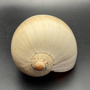 May include: A large, cream-colored seashell with a spiral pattern and a rounded shape. The shell has a smooth, polished surface with subtle ridges and a small, brown spiral at the center. The shell is a natural, organic item.