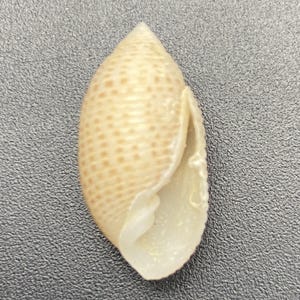 Könnte beinhalten: Eine hellbeige Muschel mit spitzer Spitze und gebogener Öffnung. Die Schale hat eine strukturierte Oberfläche mit kleinen, gleichmäßig verteilten braunen Punkten. Das Innere der Schale ist glatt und weiß.