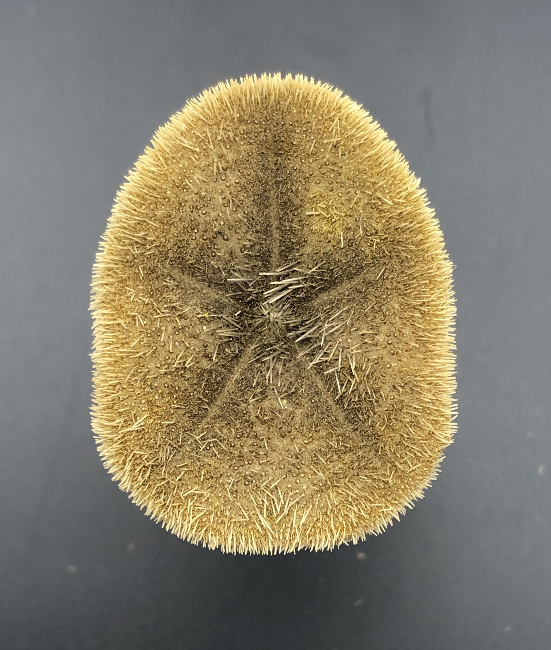 珍しい棘のあるウニ: Clypeaster humilis フィリピン 5 cm ウニ科